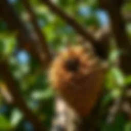 Close-up of a hornet nest in a tree