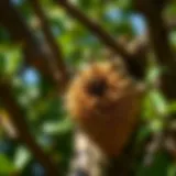 Hornet Nest Overview Close-up of a hornet nest in a tree