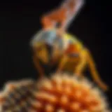 Comprehensive Approaches to Managing Wasp Populations Introduction