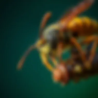 Comprehensive Approaches to Managing Wasp Populations Summary