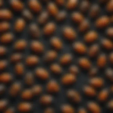 Common Hiding Spots for Black Carpet Beetles Illustration of common hiding spots for black carpet beetles in a home