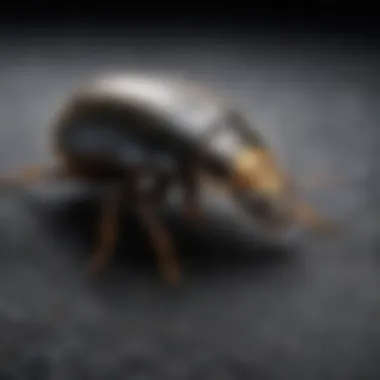 Natural vs Chemical Control Methods for Black Carpet Beetles Comparison between natural and chemical pest control methods