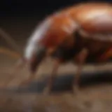 Effective pest control techniques for roaches