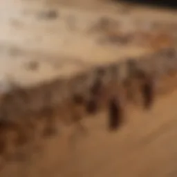 Close-up view of termite damage on wooden furniture