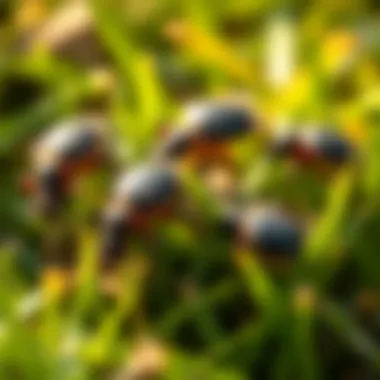 Close-up view of chigger mites on grass