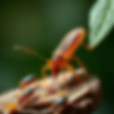 Home remedies for chigger elimination