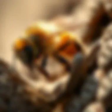 Bee conservation techniques