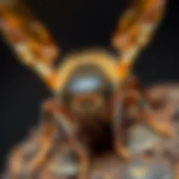 Common pests found in Richland homes