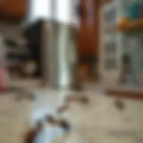 A close-up of an ant trail on a kitchen countertop