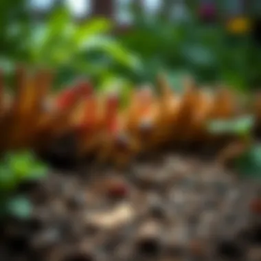 Effective Natural Barriers Against Ants A natural garden barrier to prevent ant invasion