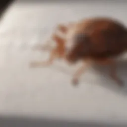 Visual representation of a bed bug protector in use on a mattress