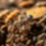 Detailed view of common pests found in Turlock