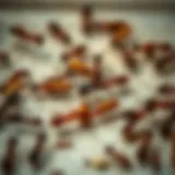 A close-up of common pests in Tampa, including ants and roaches