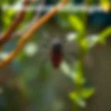 Preventative Strategies for Pest Control A visually appealing graphic showcasing preventative measures for pest control