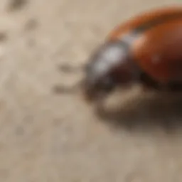 Close-up of a carpet beetle on fabric