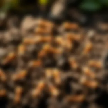 Ant Colony in Garden Soil Ant colony activity in garden soil