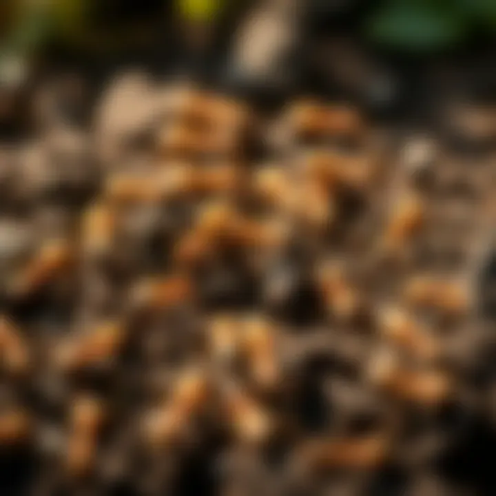 Ant Colony in Garden Soil Ant colony activity in garden soil
