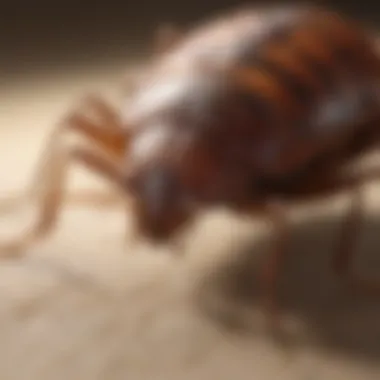 Detailed view of a bed bug