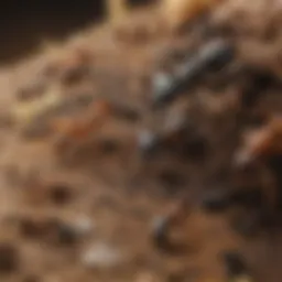 Close-up of various ant species