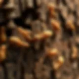 Identification of termites in wood