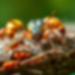 Detailed illustration of common pests found in Crestview, FL