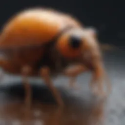 Common pests in Dripping Springs