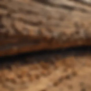 Termites Infesting Wood Structure A close-up view of termites in wood