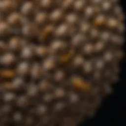 A close-up of a paper wasp nest highlighting its structure