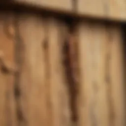 Close-up of termite damage on wooden structure