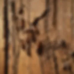 Detailed view of termite damage on wooden structure