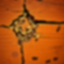 Termite damage in wooden structure