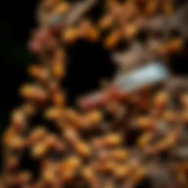 Identifying termites in their natural habitat