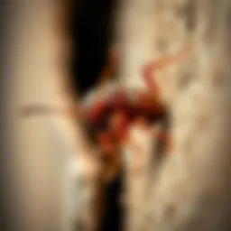 Close-up of a common household pest in Vancouver