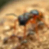 Detailed view of various ant species for identification