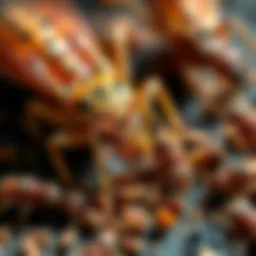 Detailed view of common pests found in Flint, MI