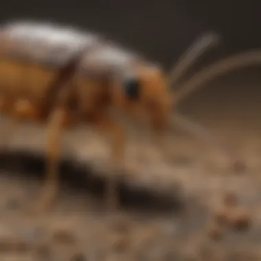 Termite Species Impacted by Baiting Systems Visual representation of termite species affected by different baiting systems