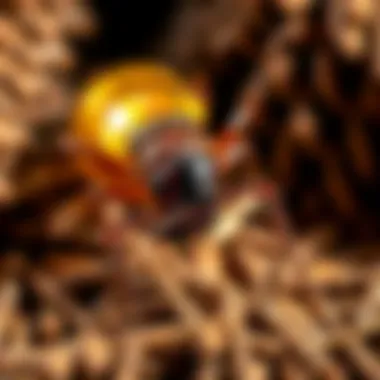 Effective Preventive Measures Against Termites Preventive measures against termite infestations