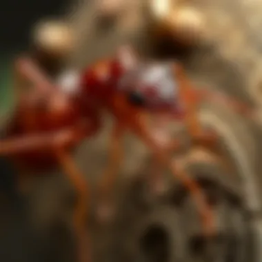 Identifying Termites: Key Features Visual representation of termite identification