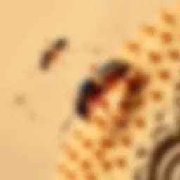 Comprehensive Insights on Termite Killing Chemicals Introduction