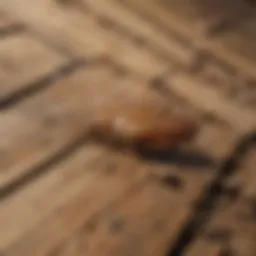 Termite infestation signs on wooden structures