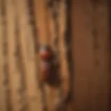 Close-up of termite damage on wood