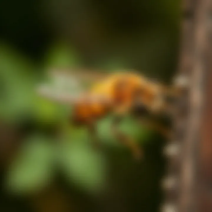 Preventive Strategies Illustration of preventive measures against carpenter bees