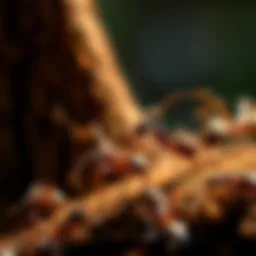 Comprehensive Strategies to Eliminate Fire Ants Introduction