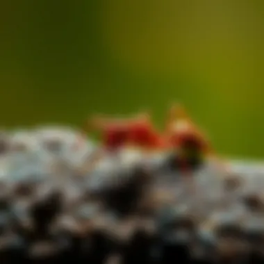 Notable Comprehensive Strategies to Eliminate Fire Ants Notable Comprehensive Strategies to Eliminate Fire Ants