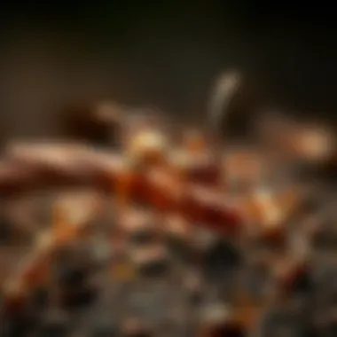 Comprehensive Strategies to Eliminate Fire Ants Summary Comprehensive Strategies to Eliminate Fire Ants Summary
