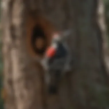 Natural deterrents for woodpecker control