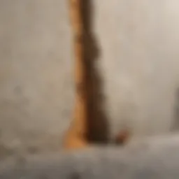 Illustration showcasing termite damage on a concrete wall