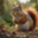 A squirrel nibbling on a seed in a garden setting