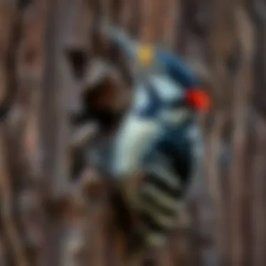 Damage from Woodpecker Drilling Damage caused by woodpecker drilling