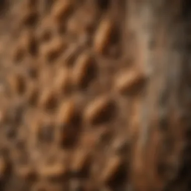 Detailed view of a termite colony in wood